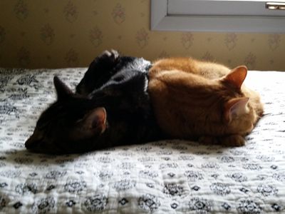 Louie & Stewie napping!