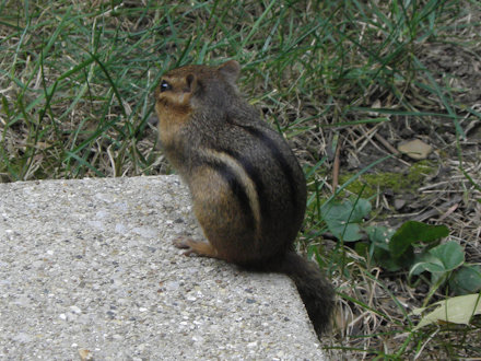 Chipmunk