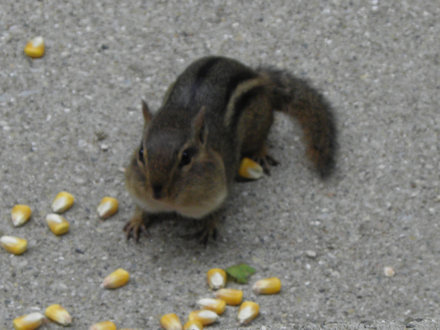 Chipmunk