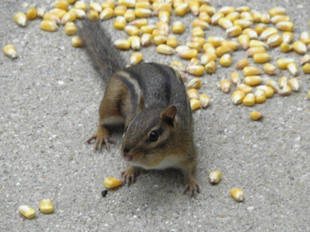 Chipmunk