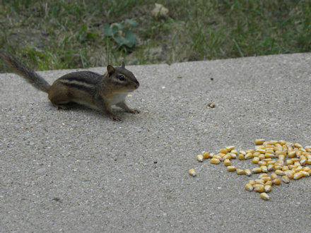 Chipmunk
