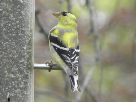 Goldfinch