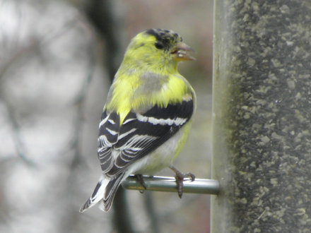 Goldfinch