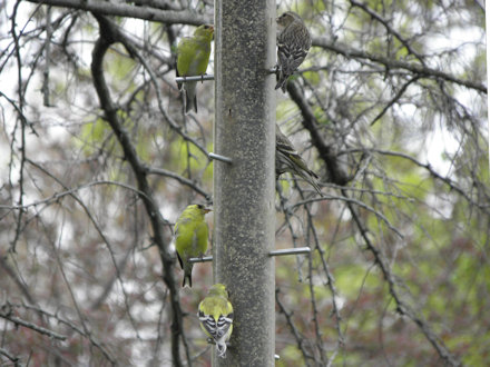 Goldfinches