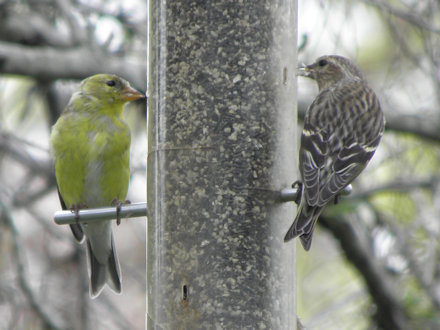 Goldfinches