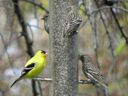 Goldfinches