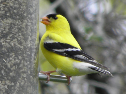 Goldfinch