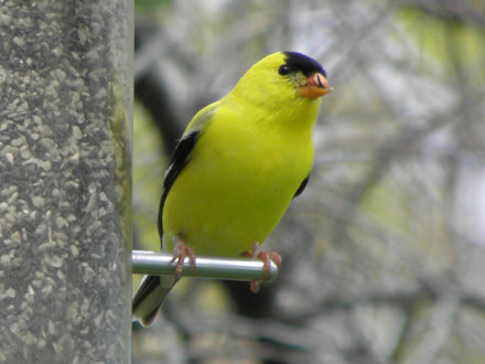 Goldfinch