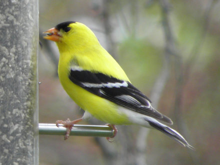 Goldfinch
