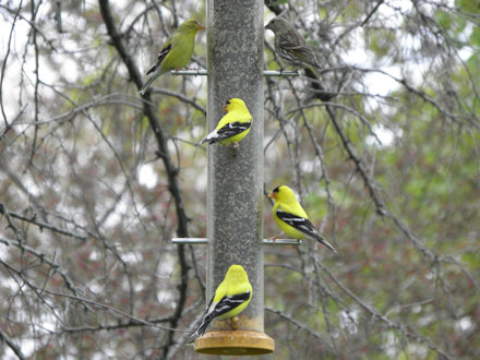 Goldfinches