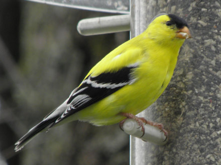 Goldfinch
