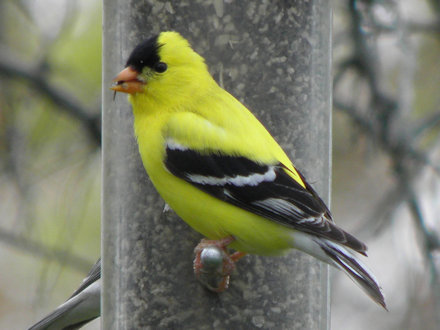 Goldfinch