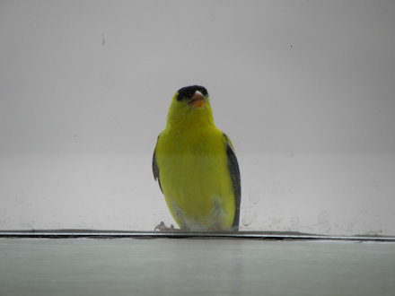 Goldfinch