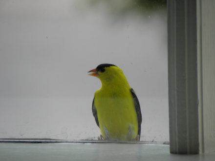 Goldfinch