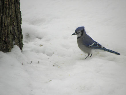 Blue Jay