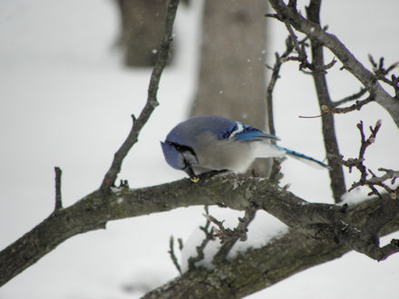 Blue Jay
