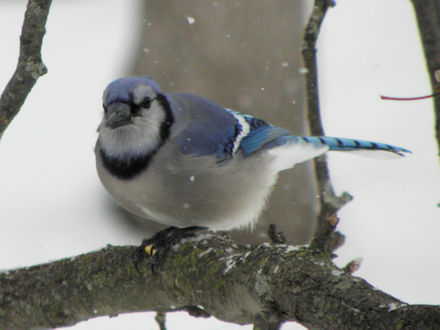 Blue Jay