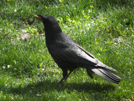 Crow