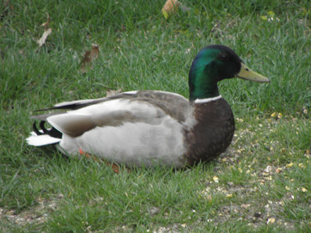 Male Mallard Duck