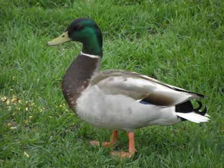 Male Mallard Duck