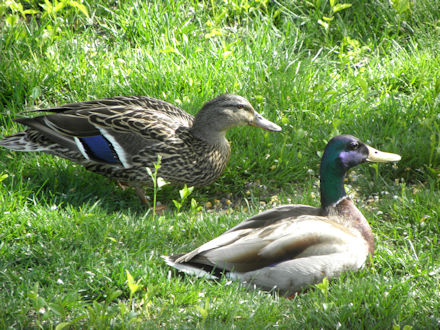 Mallard Ducks
