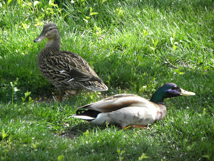 Mallard Ducks