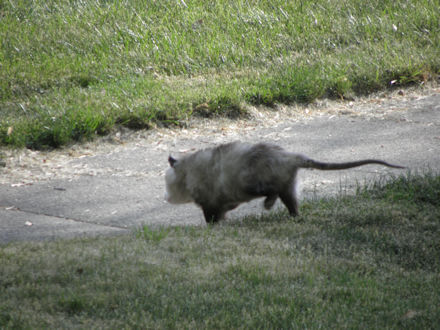 Opossum