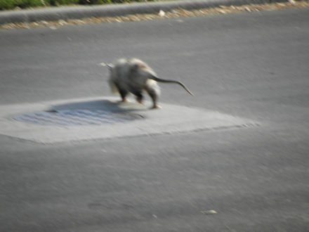 Opossum