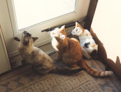 Angel, Mario & Phoebe