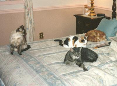 Angel, Phoebe, Stripe, & Mario