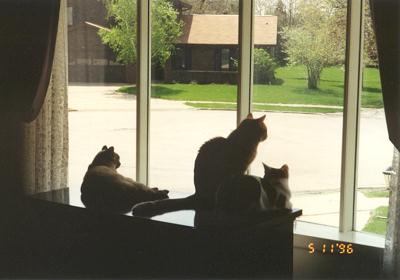 Angel, Mario, & Phoebe