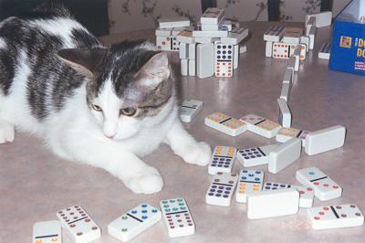 Domino