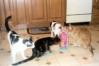 Domino, Louie, Phoebe & Mario