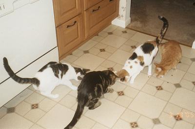 Domino, Louie, Phoebe & Mario