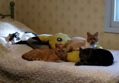 Domino, Stewie, Jessie and Louie