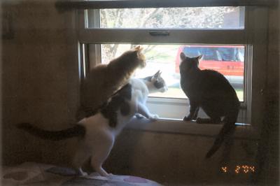 Mario, Domino & Louie