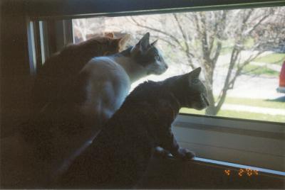 Mario, Domino & Louie