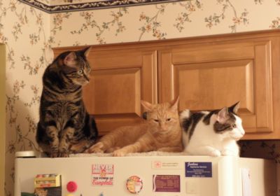 Louie, Stewie & Domino