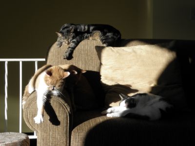 Jessie, Louie & Domino