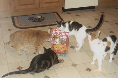 Mario, Louie, Domino, & Phoebe