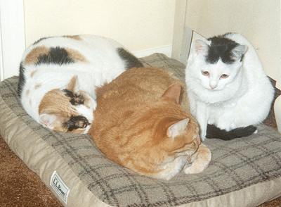 Phoebe, Mario & Spots