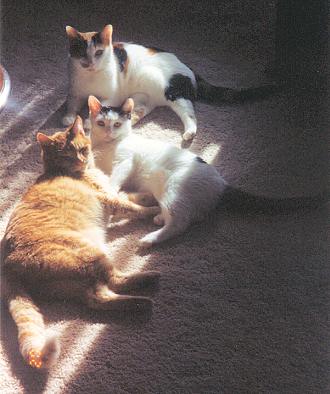 Mario, Phoebe & Spots