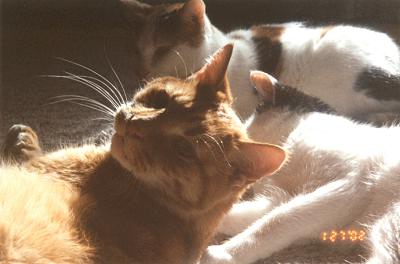 Mario, Phoebe & Spots