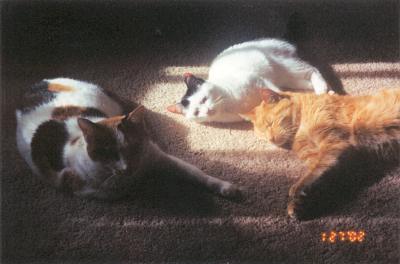 Phoebe, Spots & Mario