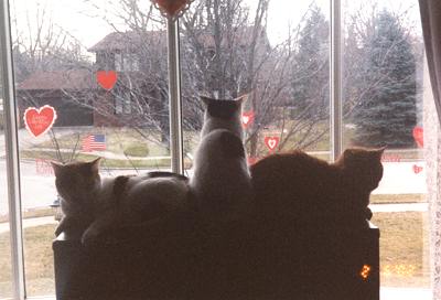 Phoebe, Spots & Mario