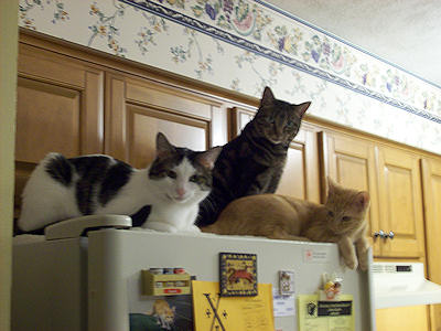 Domino, Louie & Stewie