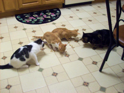 Domino, Jessie, Stewie & Louie