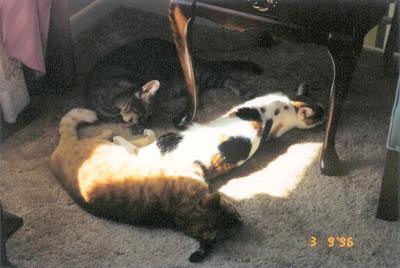 Mario, Stripe & Phoebe