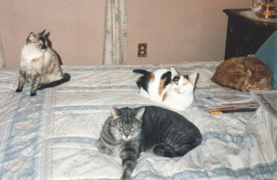 Angel, Stripe, Phoebe & Mario
