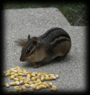 Chipmunks